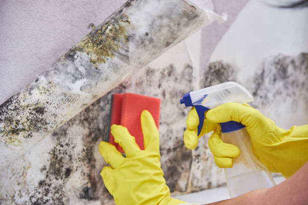 Trusted Liberty, UT Mold Inspection Experts